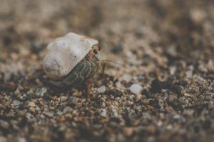 hermit crab